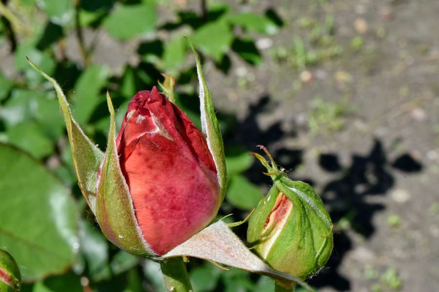 botão de flor, jardim de flores, botão, natureza, folha