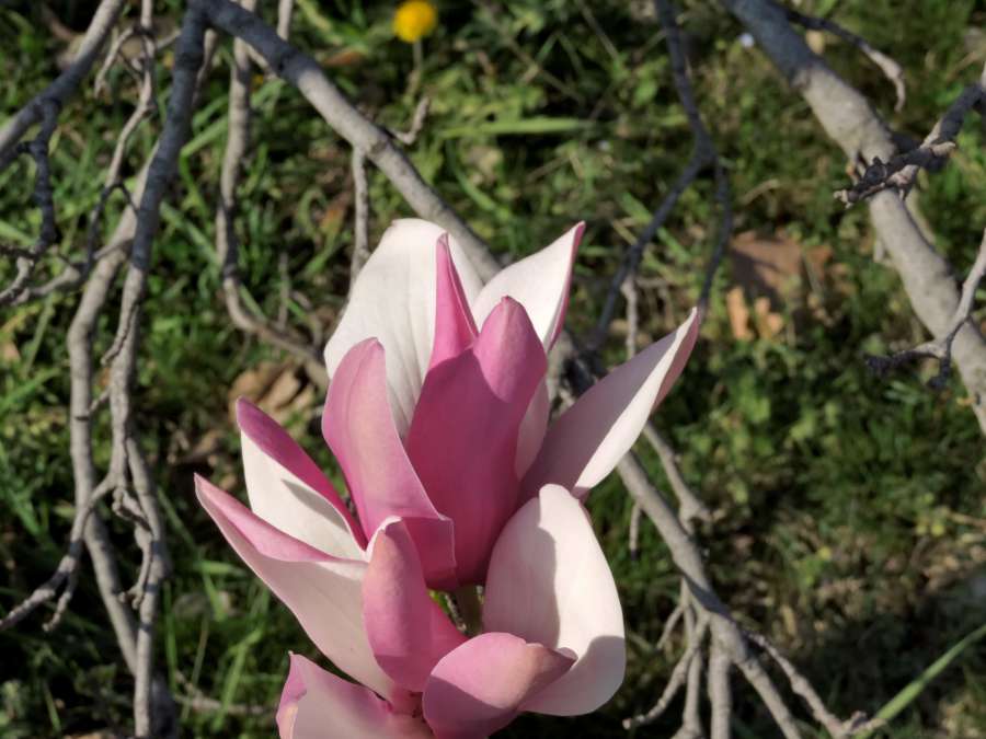 hermosas flores, jardín de flores, magnolia