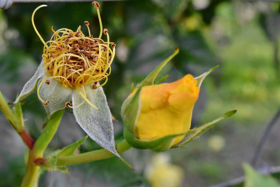 pistil, yellow, bud, garden, flower, nature 