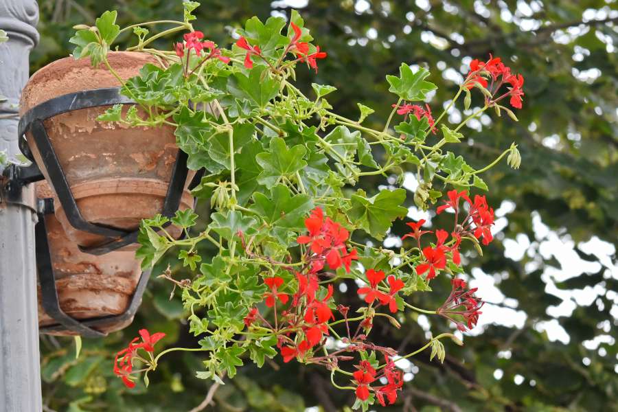 flowerpot, street, tree, shrub, plant, flora 