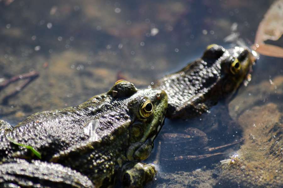 reptile, wildlife, frog, amphibian, eye 