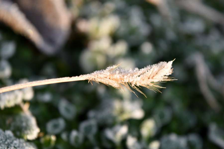 dry, frosty, grass, grass plants, leaf 