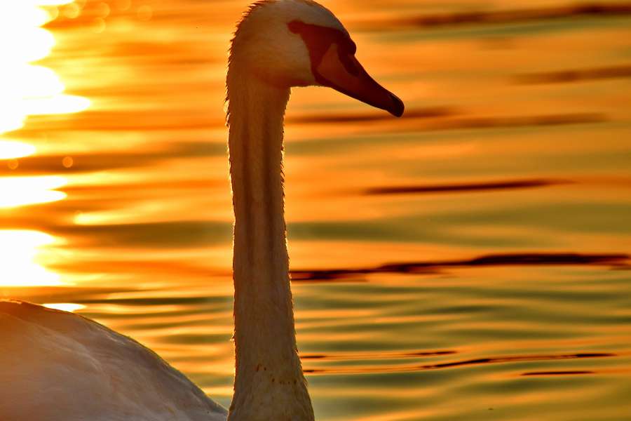 beautiful photo, close-up, head, neck 