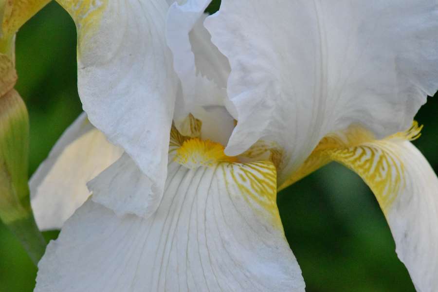 plant, iris, nature, flower, flora, color 