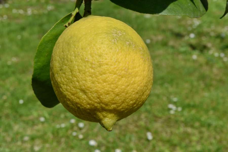limão, fruta, comida, saudável, produto, fresco