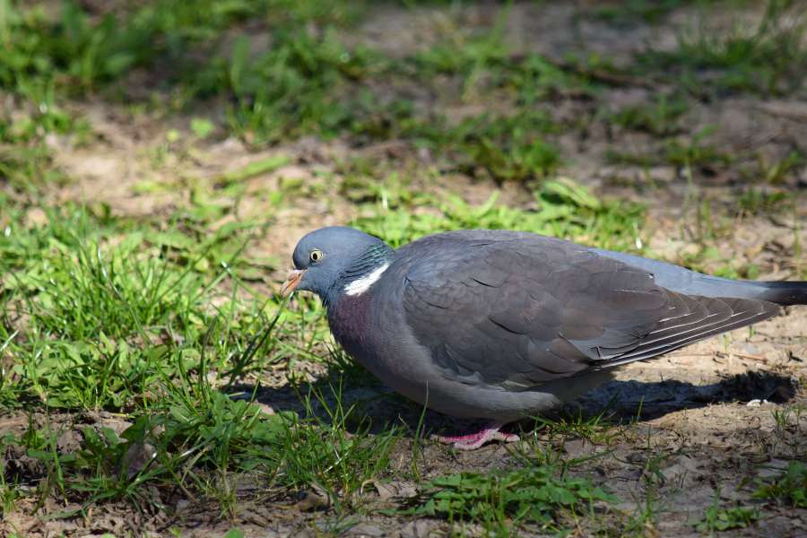 colorful, pigeon, wildlife, feather, wing 