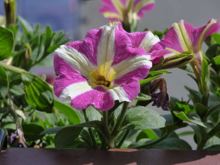 petunia, pistil, purple, white, flower 