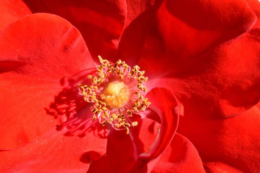 pistil, pollination, reddish, petal, flower 