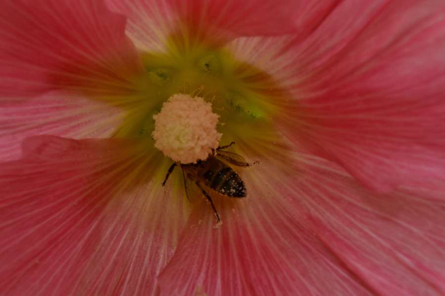 bee, nectar, pistil, pollination, plant 