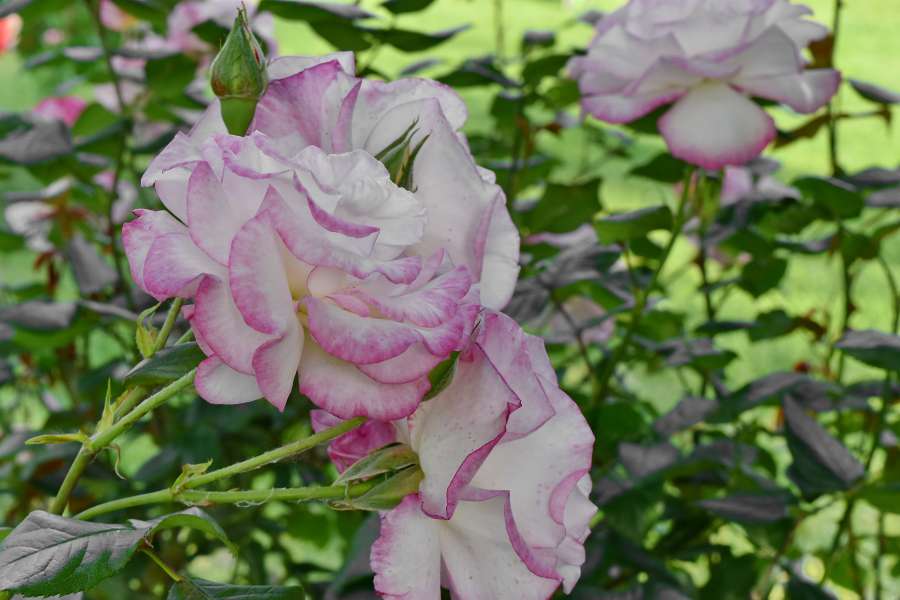 rosado, arbusto, flora, flor, hoja, naturaleza