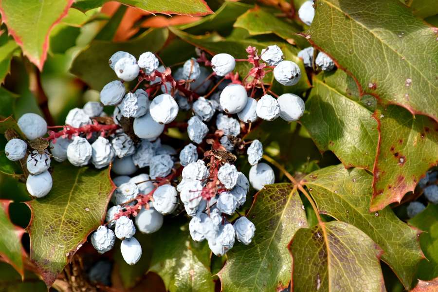 berries, shrub, flora, plant, nature, tree 