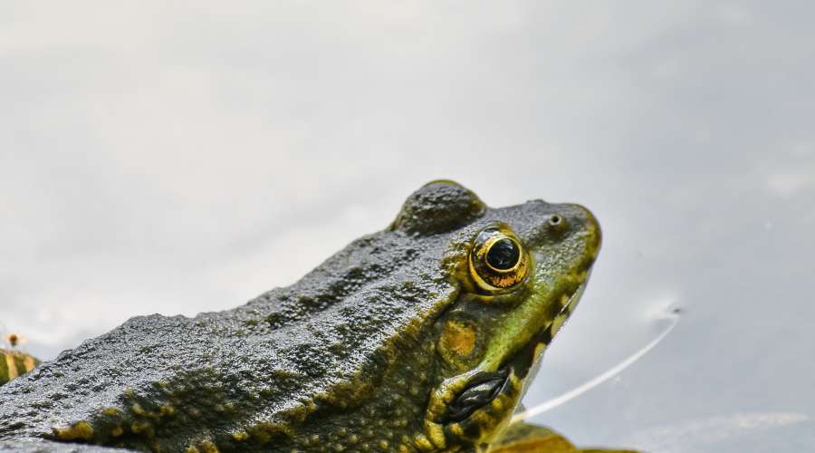 endemic, eye, frog, skin, nature, amphibian 