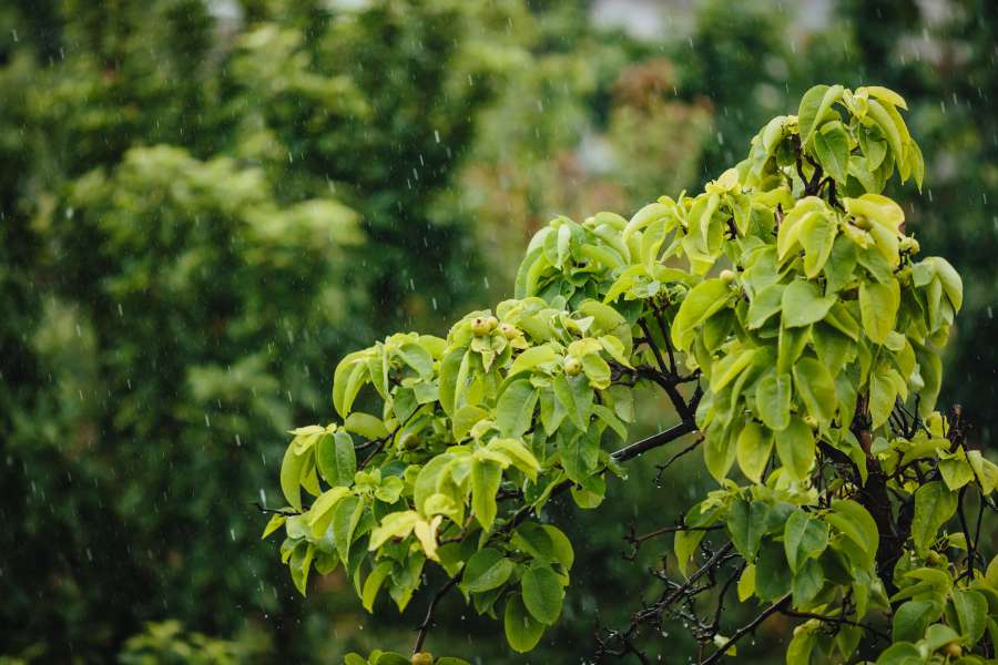 lluvia, temporada de lluvias, tiempo de primavera, árbol, árboles