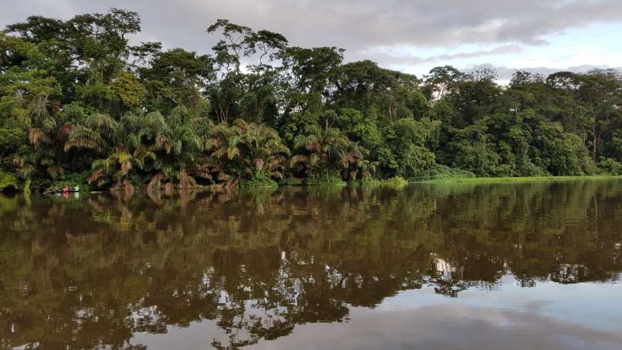 palm, riverbank, tropical, forest, swamp 