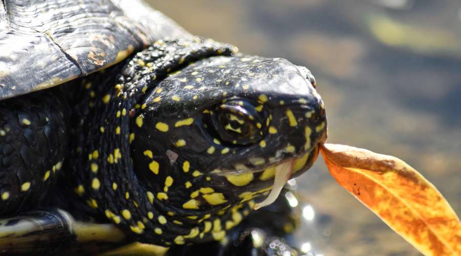 eating, reptile, turtle, wildlife, shell 