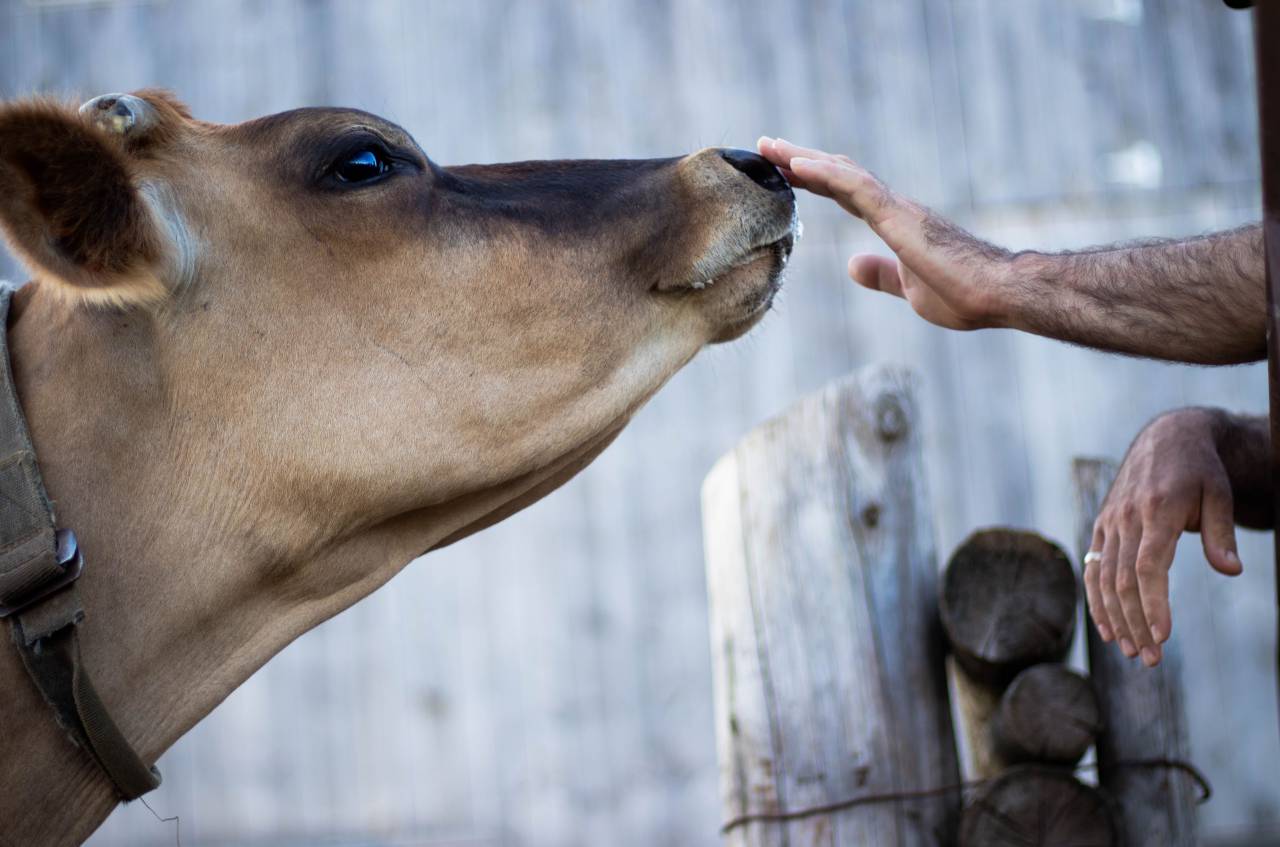 vaca, nariz, tacto, animal, granja, hombre, mano, snoot, boop,