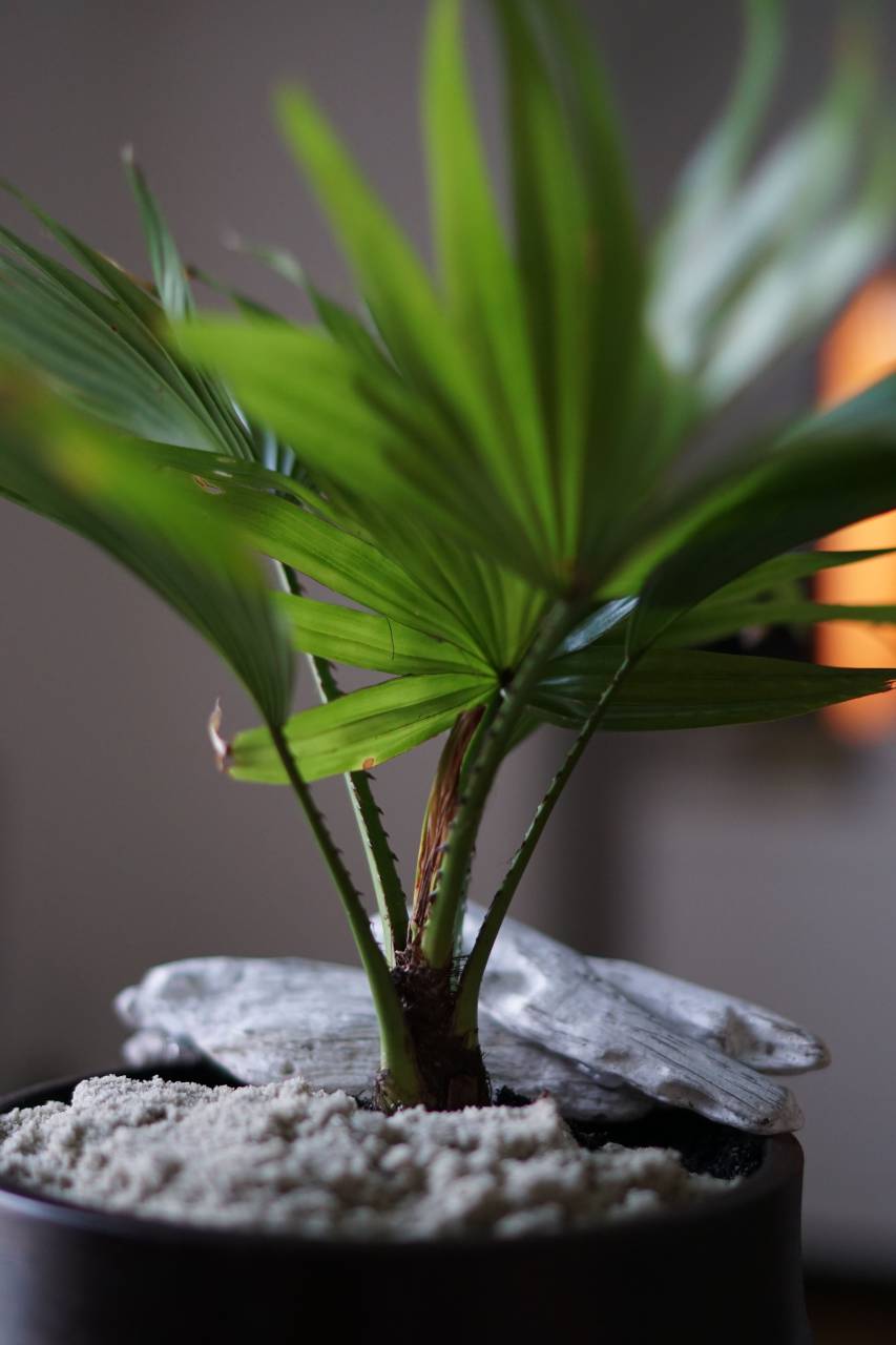 pot, green, leaf, plant, nature, rock, thorn, blur
, 
