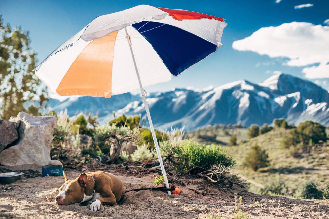 umbrella, dog, animal, pet, outdoor, highland, landscape, mountain, view
, 