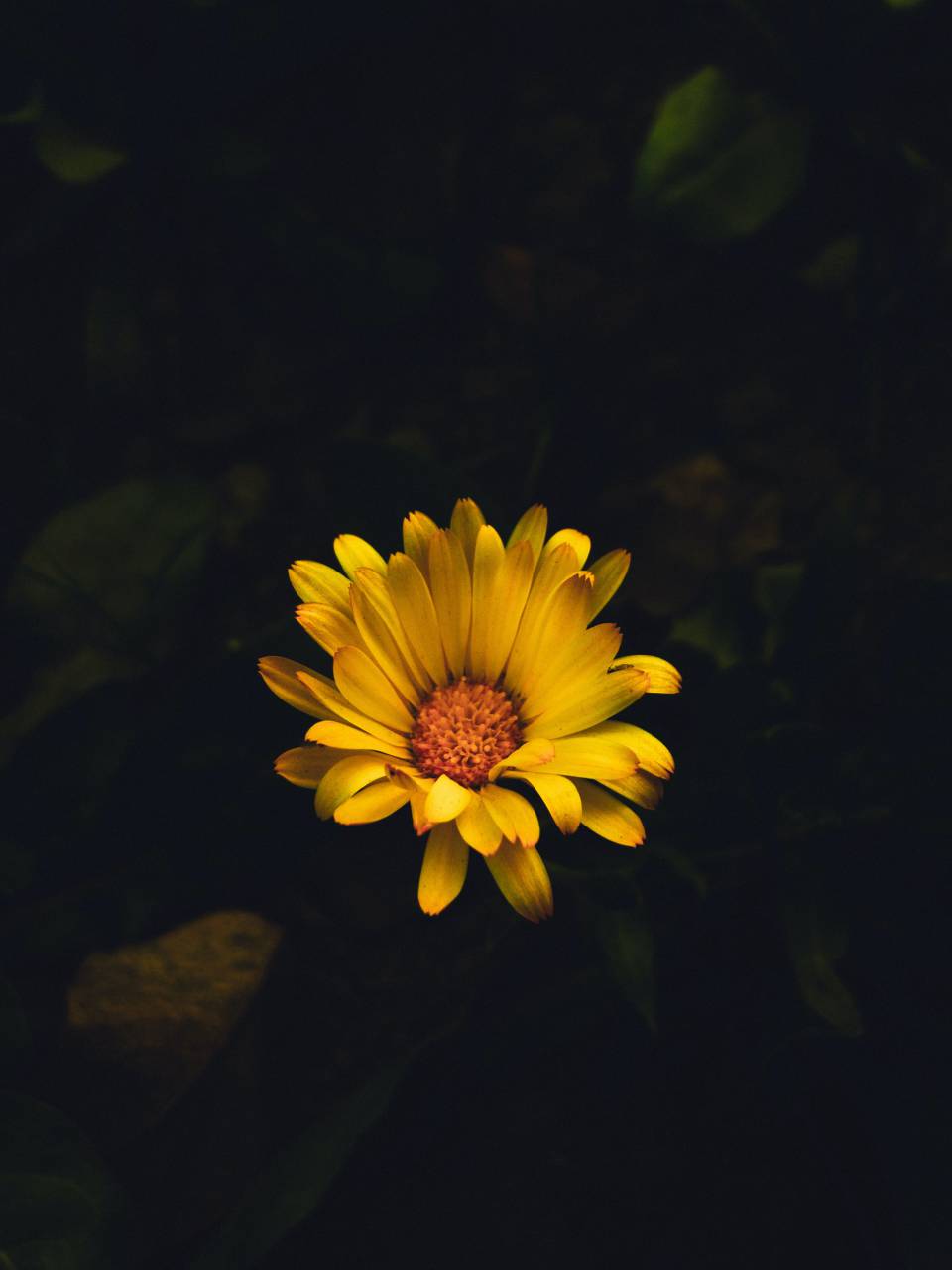 Daisy,nature,flower,yellow,plant,summer,close-up,petal,beauty in nature,outdoors,daisy,leaf,flower head,single flower,green color,blossom,macro,springtime,botany,backgrounds,freshness, 