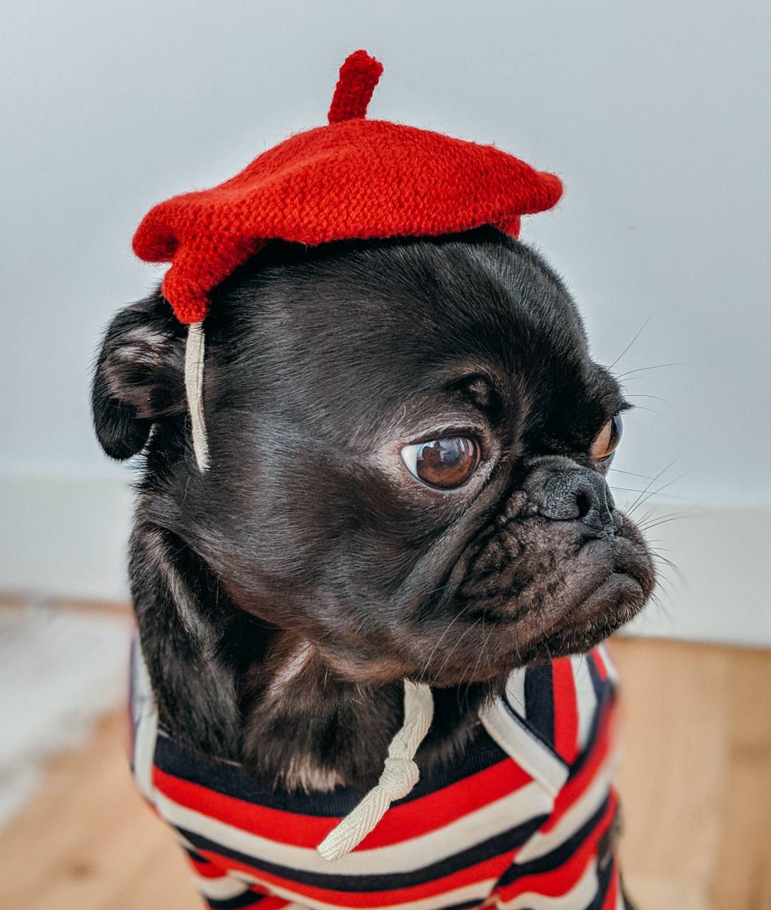 pug,perro,mascotas,animal,lindo,cachorro,pequeño,canino,perro de raza pura,animales domésticos,close-up,humor,buscando,retrato,un animal,ropa,cap,bulldog,bulldog francés,animal joven,mamífero,
