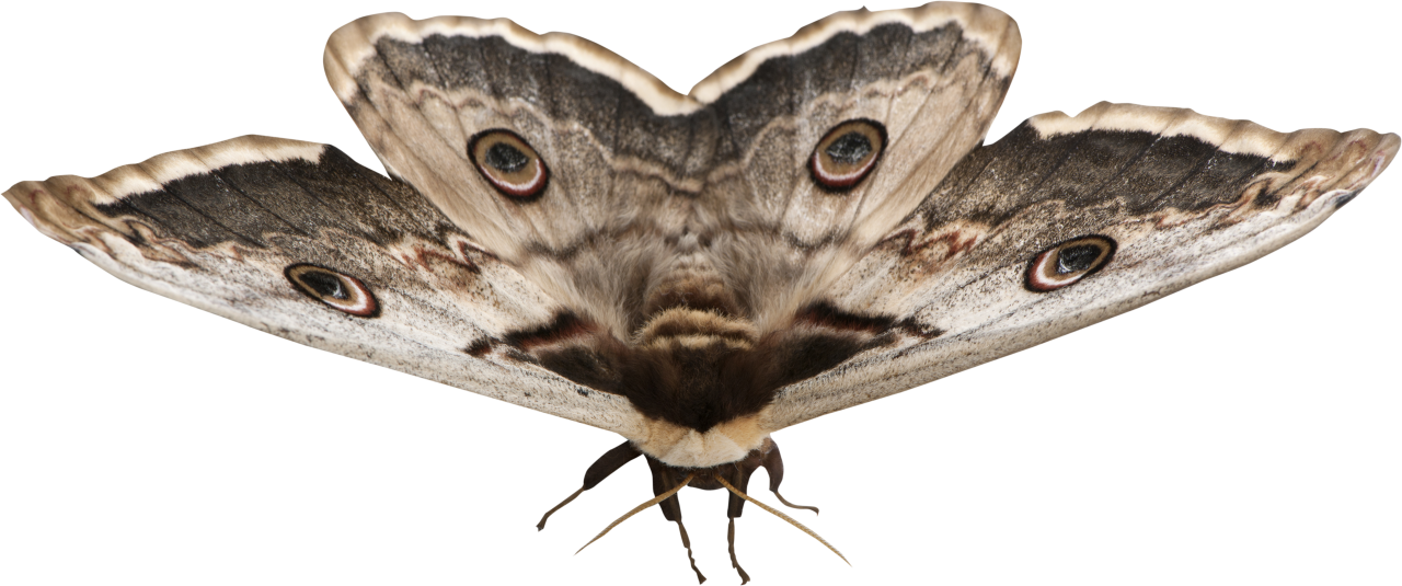  moth,overlay,png,animal,isolated,nature,insect,white background,studio shot,macro,butterfly