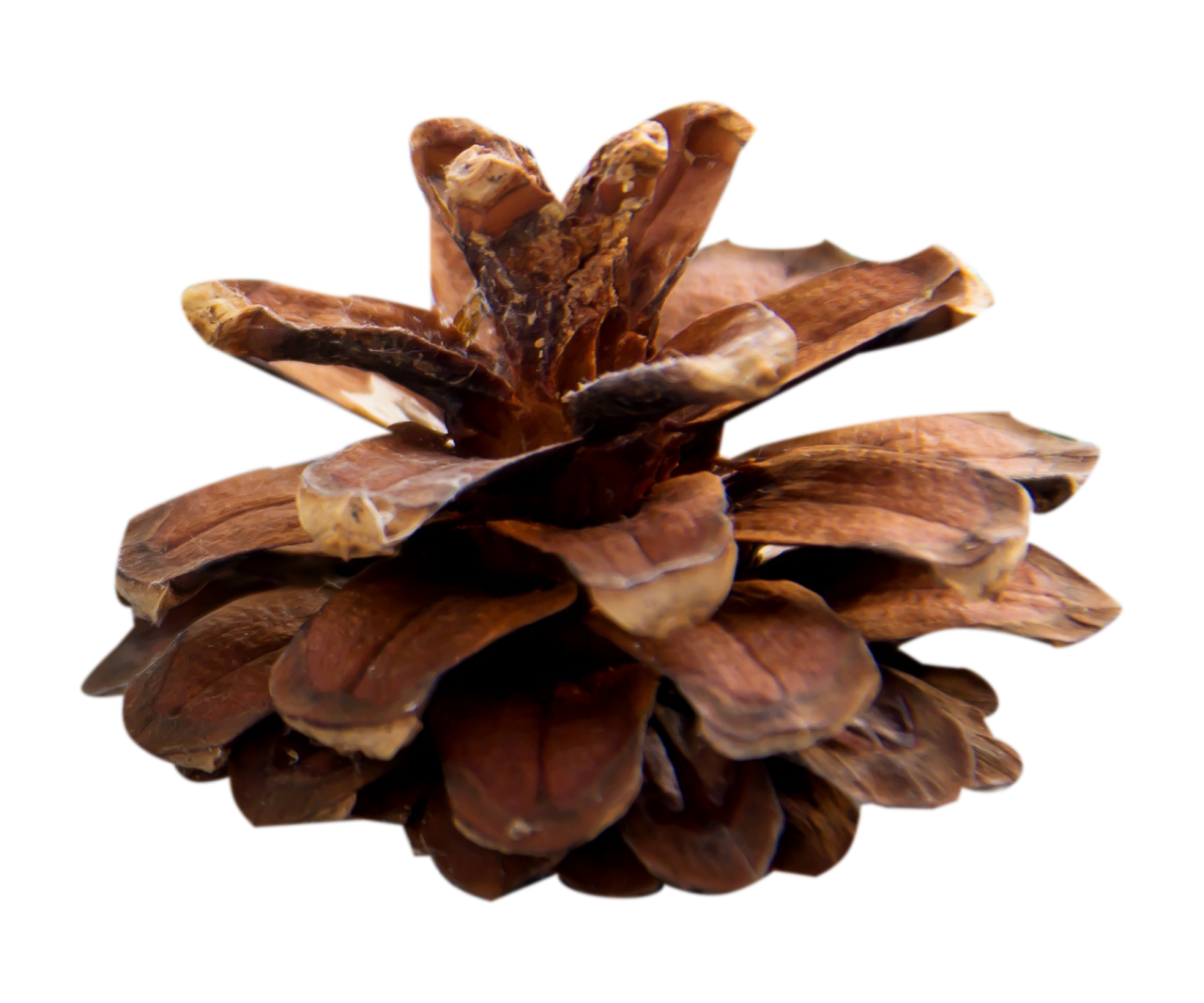  Pinecone,overlay,png,close-up,nature,leaf,plant,freshness,macro,food,outdoors