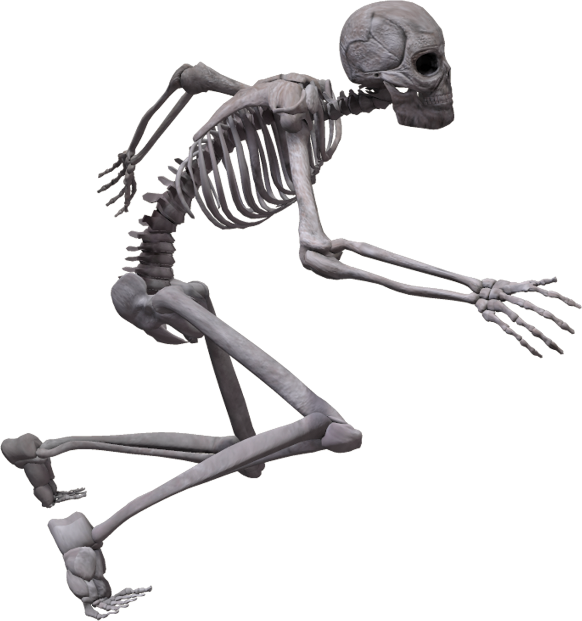  skeleton,halloween,overlay,png,illustration,science,computer graphic,animal