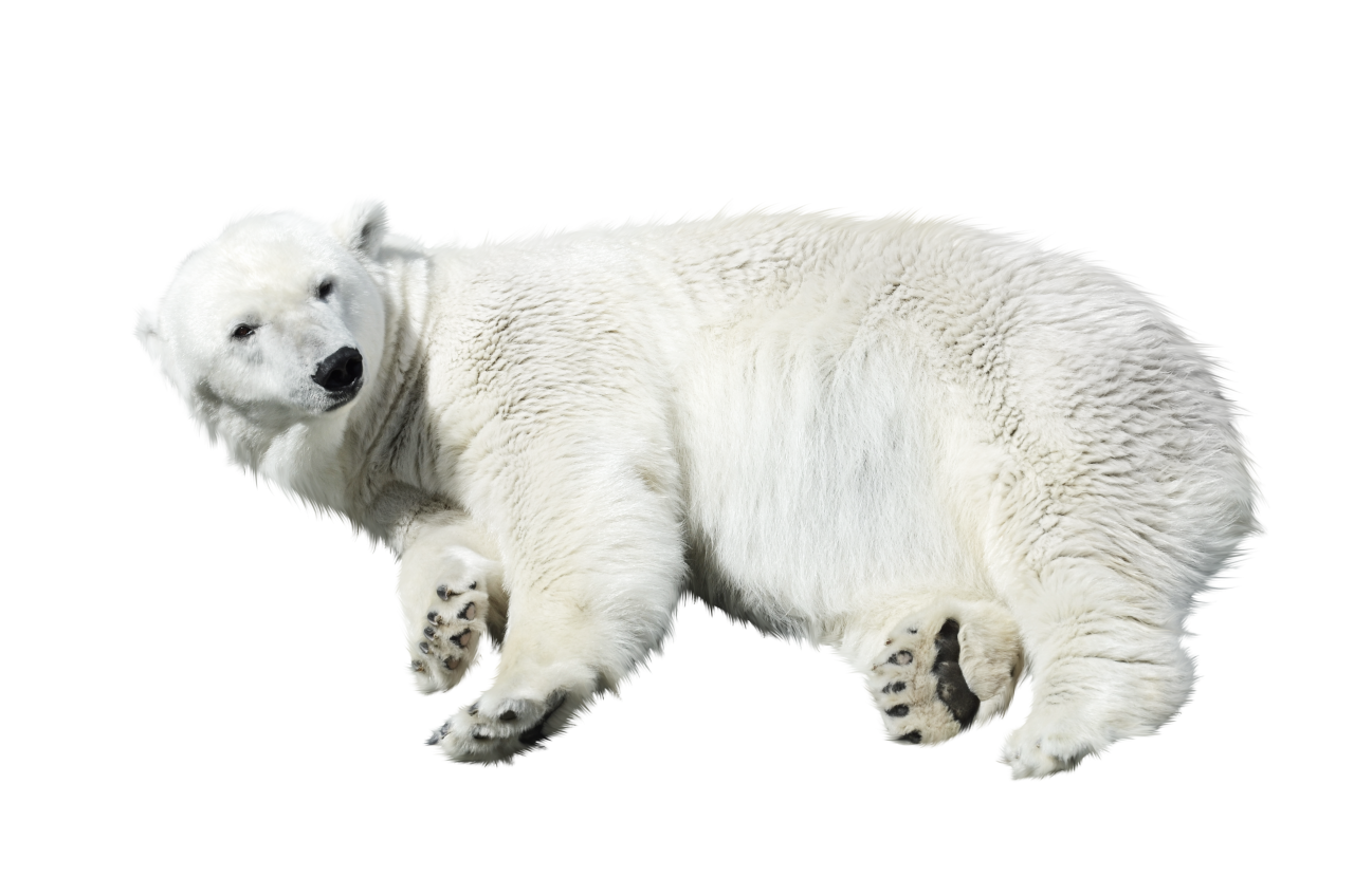  polar bear,overlay,png,animal,mammal,nature,cute,arctic,isolated,fur,one animal,dog