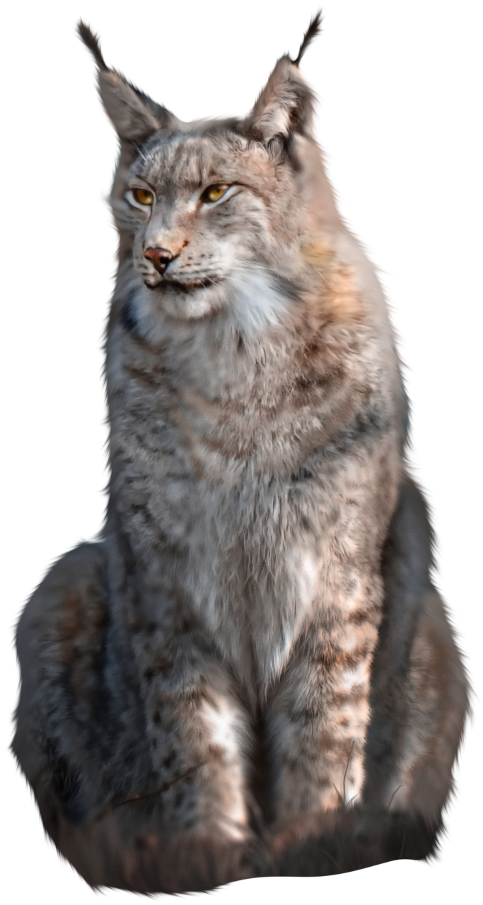 🥇 Image of fur overlay png lynx mammal animal feline - 【FREE PHOTO ...