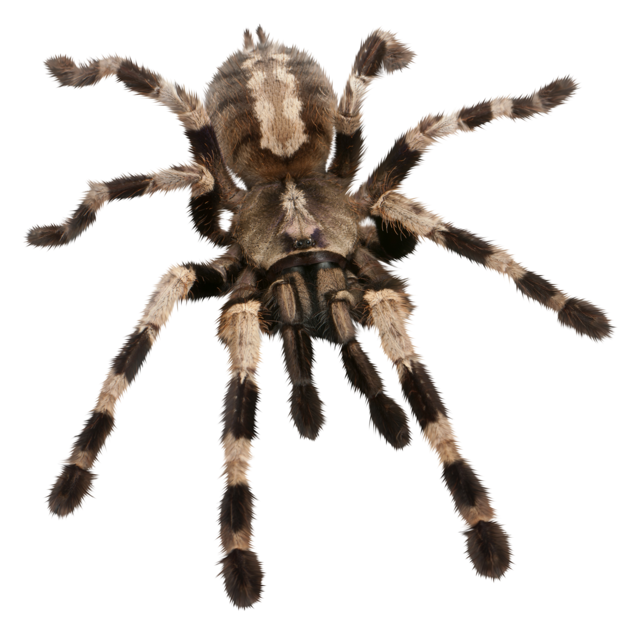  spider,halloween,overlay,png,animal,spider,tarantula,nature,insect,isolated,arachnid,poisonous,white background,close-up,spooky