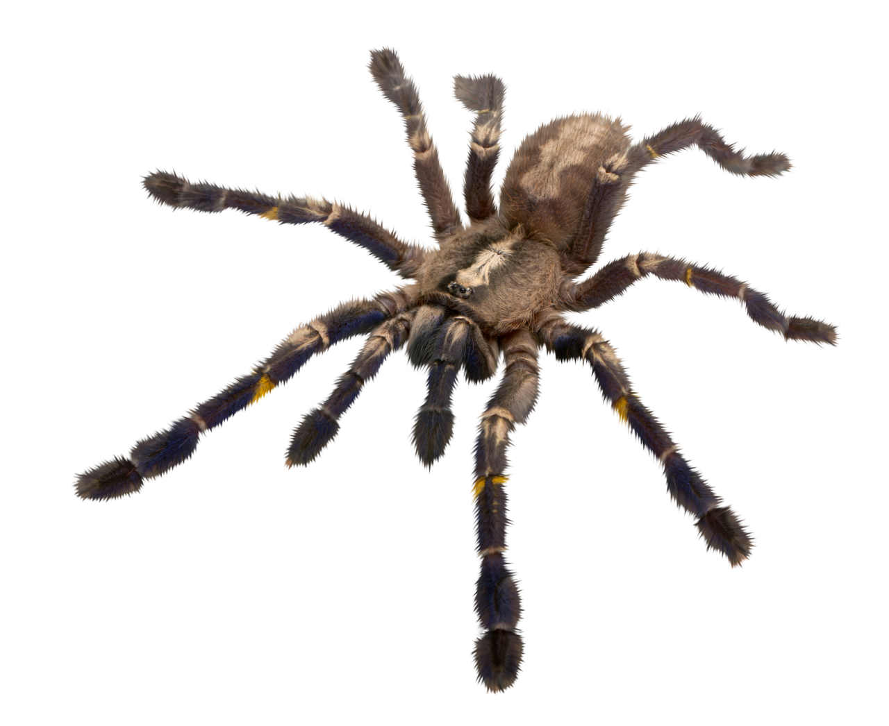  spider,halloween,overlay,png,animal,spider,insect,nature,tarantula,arachnid,close-up,isolated,spooky,poisonous,white background