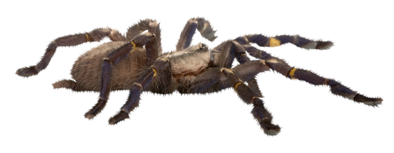  spider,halloween,overlay,png,animal,spider,insect,nature,close-up,isolated,spooky,arachnid,tarantula,poisonous,white background,small