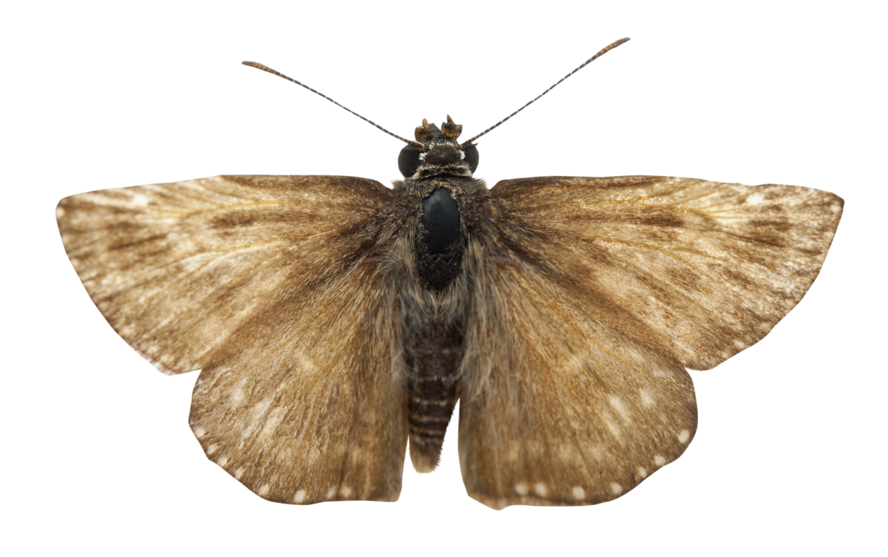  moth,overlay,png,insect,animal,nature,macro,close-up,isolated,butterfly,animal wing,white background