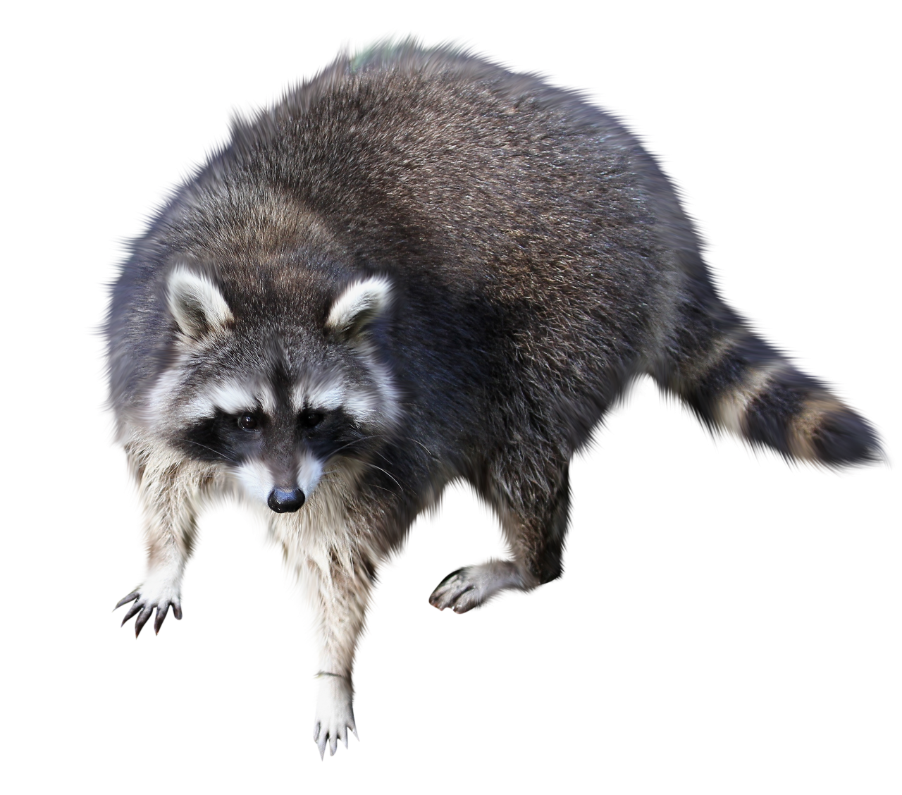 raccon,overlay,png,animal,mammal,cute,nature,small,one animal,isolated,fur,close-up,animals in the wild,pets,looking