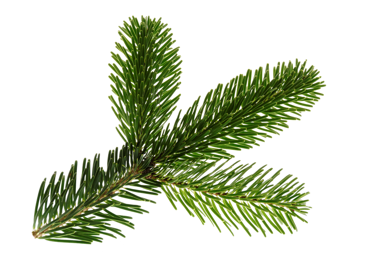  pine leave,overlay,png,nature,leaf,plant,green color,tree,branch,close-up,backgrounds,decoration,coniferous tree,pine tree,season,isolated,forest,fir tree,summer,freshness