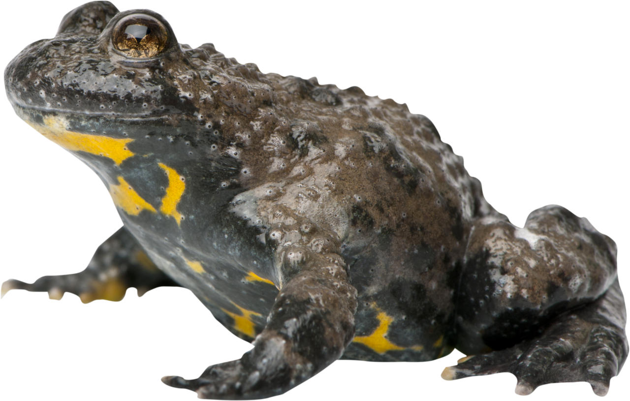 sapo,superposición,png,animal,anfibios,naturaleza,primer plano,aislado,sapo,vertebrado,foto de estudio,un animal,mojado,fondo blanco,animales salvajes,mirando
