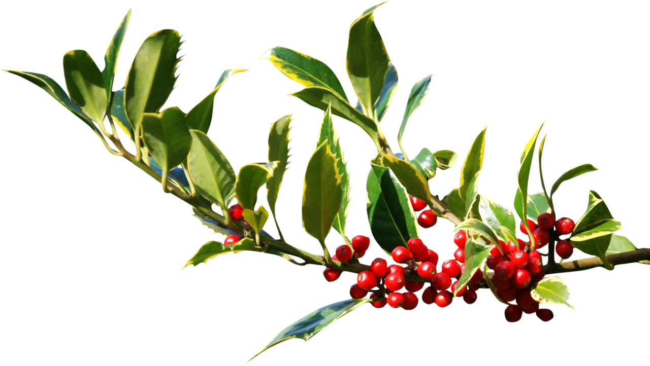  christmas,png,leaf,nature,plant,backgrounds,green color,season,illustration,flower,branch,close-up,vector,tree,freshness,summer,decoration