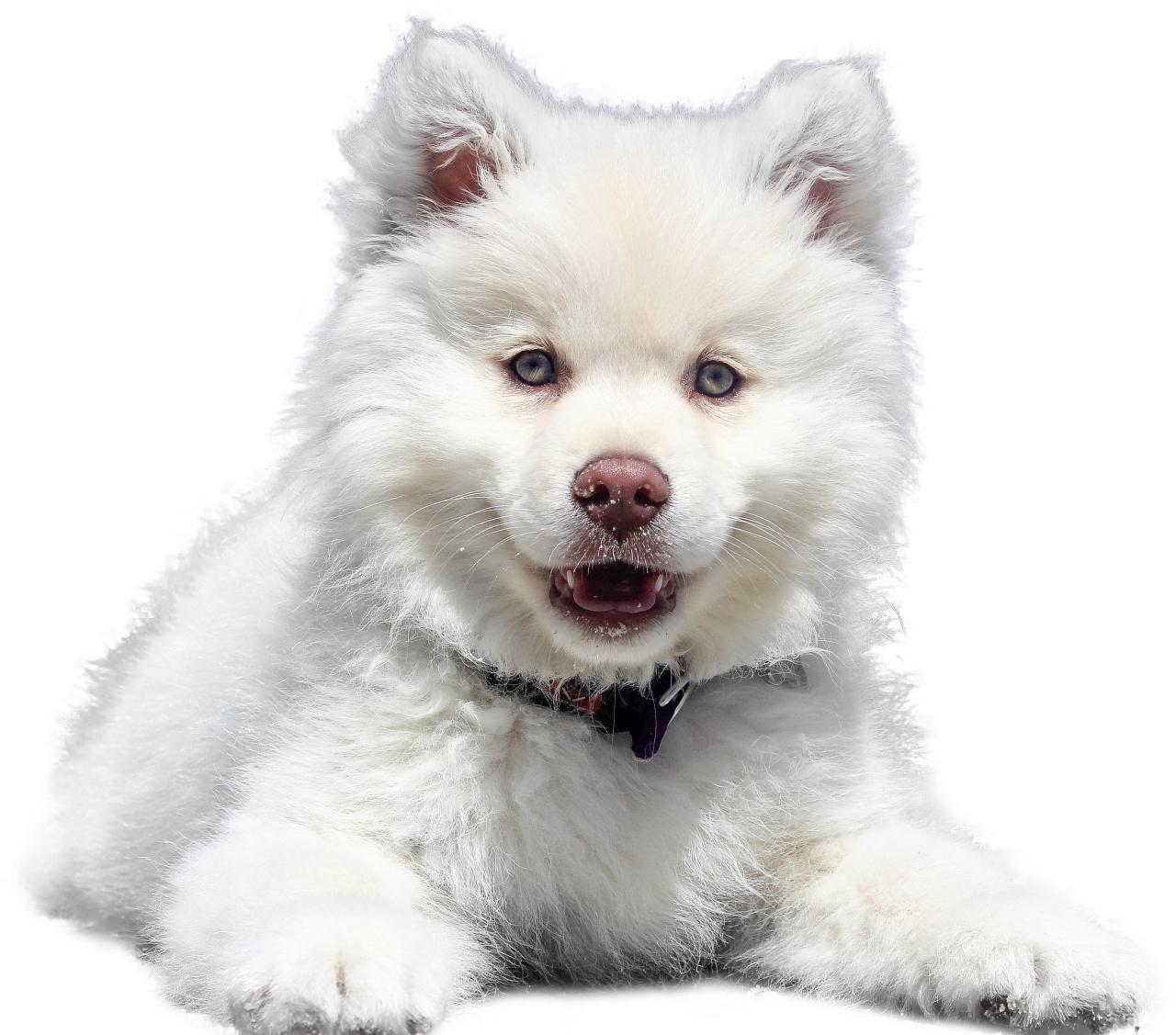  Siberian Husky,overlay,png,dog,pets,animal,cute,puppy,purebred dog,canine,mammal,small,domestic animals,young animal,looking,fluffy,one animal,portrait,sitting,close-up,fur,studio shot,pomeranian