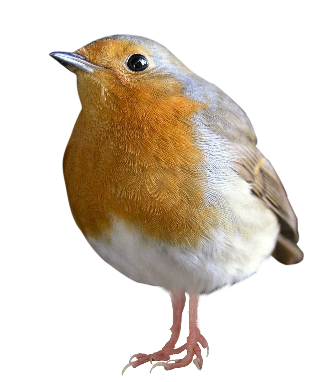 pájaro,superposición,png,animal,naturaleza,pico,pluma,animales salvajes,primer plano,un animal,al aire libre,observación de aves,pequeño