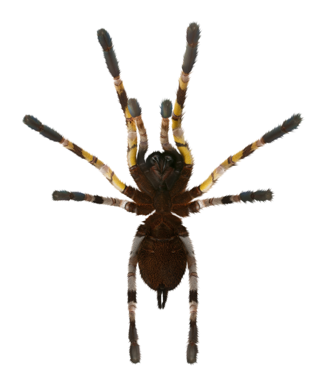 🥇 Image of png halloween animal insect spider spider overlay - 【FREE