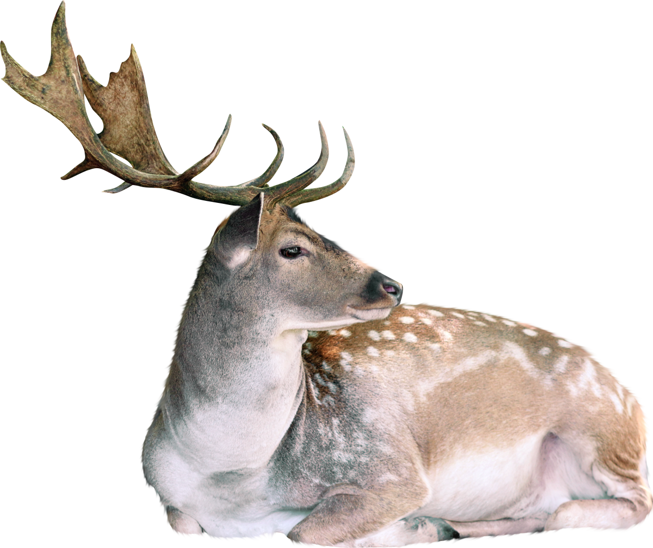  deer,overlay,png,animal,deer,mammal,nature,cute,animals in the wild,outdoors,isolated,horned