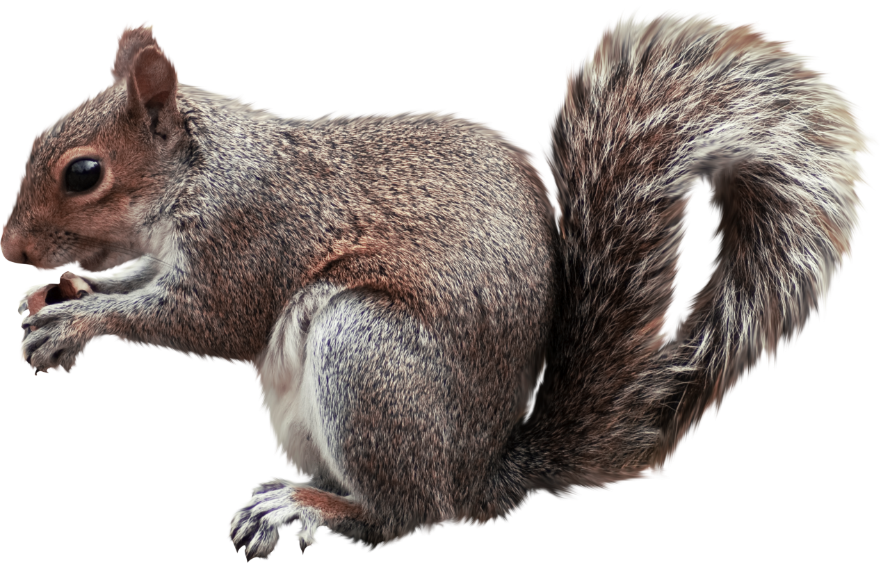  squirrel,overlay,png,animal,rodent,mammal,nature,cute,isolated,fur,one animal,animals in the wild