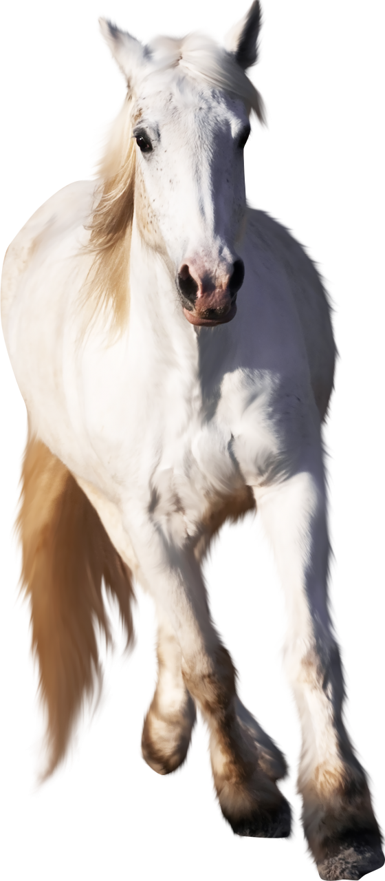  white horse,overlay,png,animal,mammal,farm,nature,horse,livestock,domestic animals,rural scene,stallion,outdoors