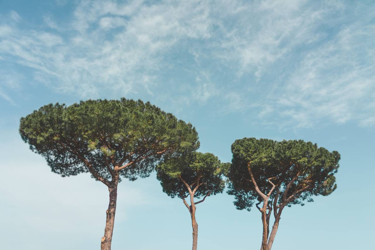 rome, italy, pine, tree, pinus, pinea, sky, day, landscape, 