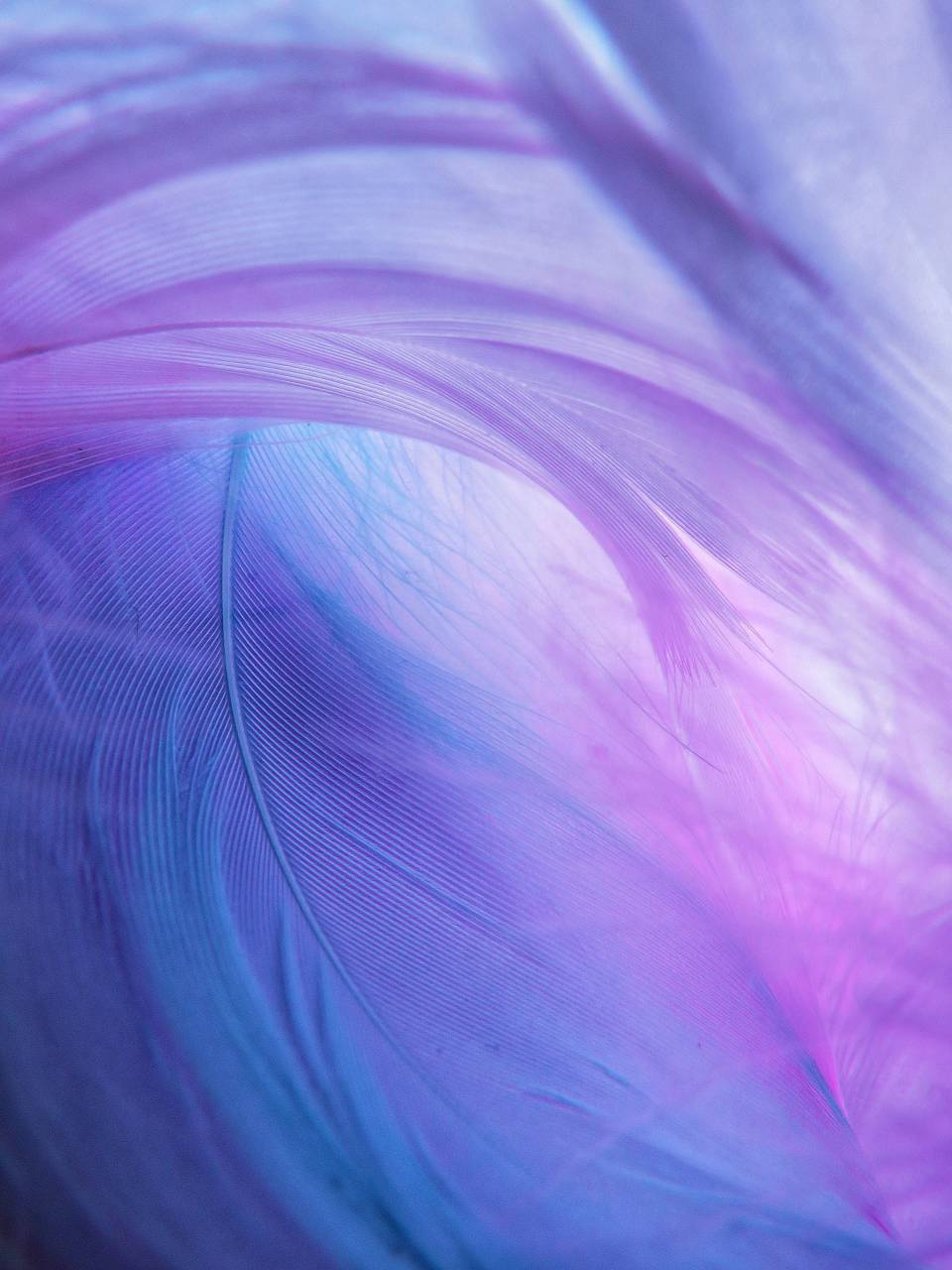 purple;background;energy,feather,abstract,pattern,animal,backgrounds,nature,blue,multi colored,close-up,smooth,colors,decoration, 