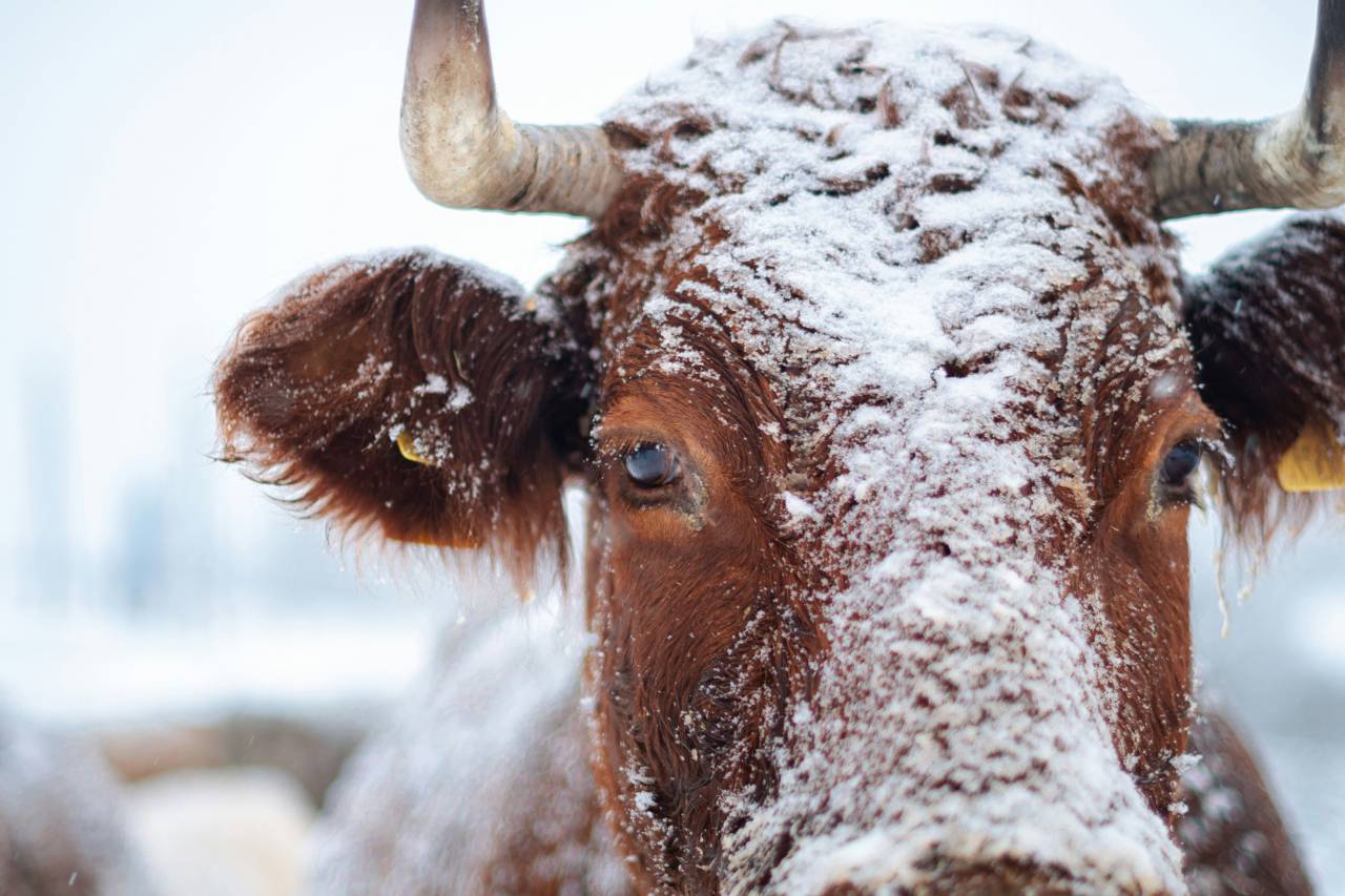Vacas, Campo, Agricultura, Rural, Granja, Pasto, Paisaje, Naturaleza, Prado, Animales, Nacionales, Verdor, Manada, Mamíferos, Al aire libre, Industria agrícola, Pacífico, Escénico, Tranquilo, Hermosa, Sereno, Natural, Agricultura , Ganadería, Vida Rural, Idílico, Pastoral, nieve, cuerno, 