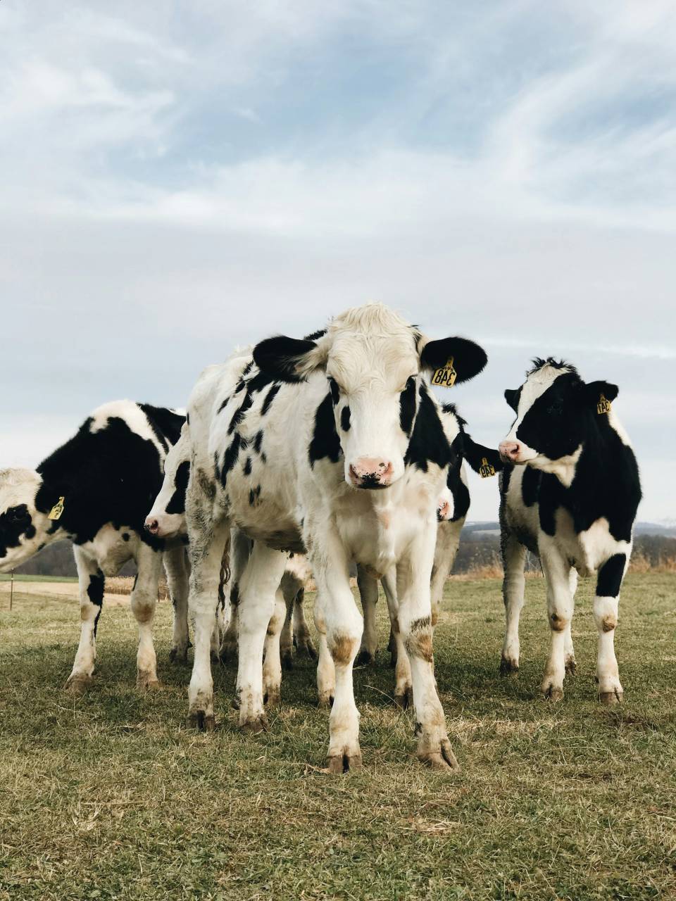 Cows, Field, Livestock, Agriculture, Rural, Farm, Pasture, Landscape, Nature, Countryside, Meadow, Animals, Domestic, Greenery, Herd, Mammals, Outdoors, Agriculture Industry, Peaceful, Scenic, Tranquil, Beautiful, Serene, Natural, Farming, Animal Husbandry, Rural Life, Idyllic, Pastoral, dairy cow breeds, dairy cow, group, 