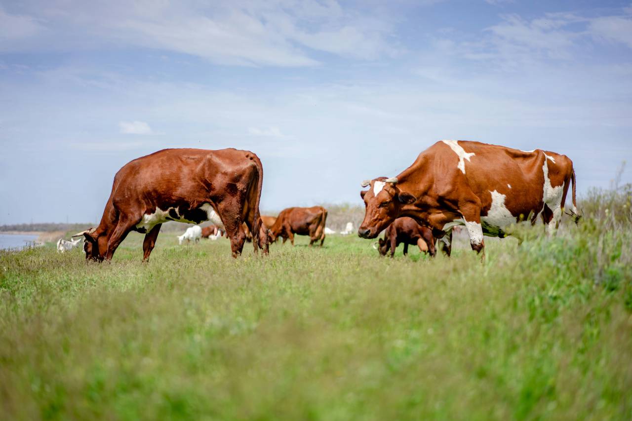 Cows, Field, Livestock, Agriculture, Rural, Farm, Pasture, Landscape, Nature, Countryside, Meadow, Animals, Domestic, Greenery, Herd, Mammals, Outdoors, Agriculture Industry, Peaceful, Scenic, Tranquil, Beautiful, Serene, Natural, Farming, Animal Husbandry, Rural Life, Idyllic, Pastoral, grazing, 