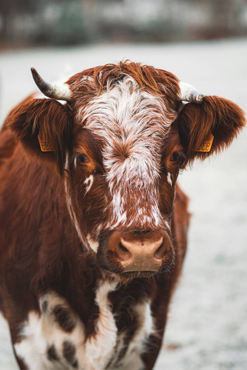 Vacas, Campo, Agricultura, Rural, Granja, Pasto, Paisaje, Naturaleza, Prado, Animales, Nacionales, Verdor, Manada, Mamíferos, Al aire libre, Industria agrícola, Pacífico, Escénico, Tranquilo, Hermosa, Sereno, Natural, Agricultura , Ganadería, Vida Rural, Idílico, Pastoral, nieve, 