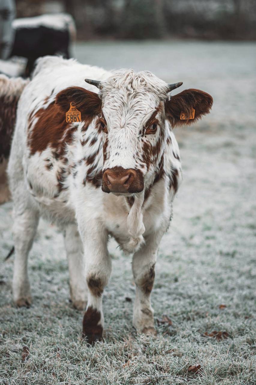 Vacas, Campo, Agricultura, Rural, Granja, Pasto, Paisaje, Naturaleza, Prado, Animales, Nacionales, Verdor, Manada, Mamíferos, Al aire libre, Industria agrícola, Pacífico, Escénico, Tranquilo, Hermosa, Sereno, Natural, Agricultura , Ganadería, Vida Rural, Idílico, Pastoral, nieve, 